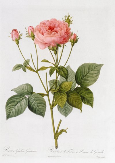 Rosa Gallica Granatus, de 